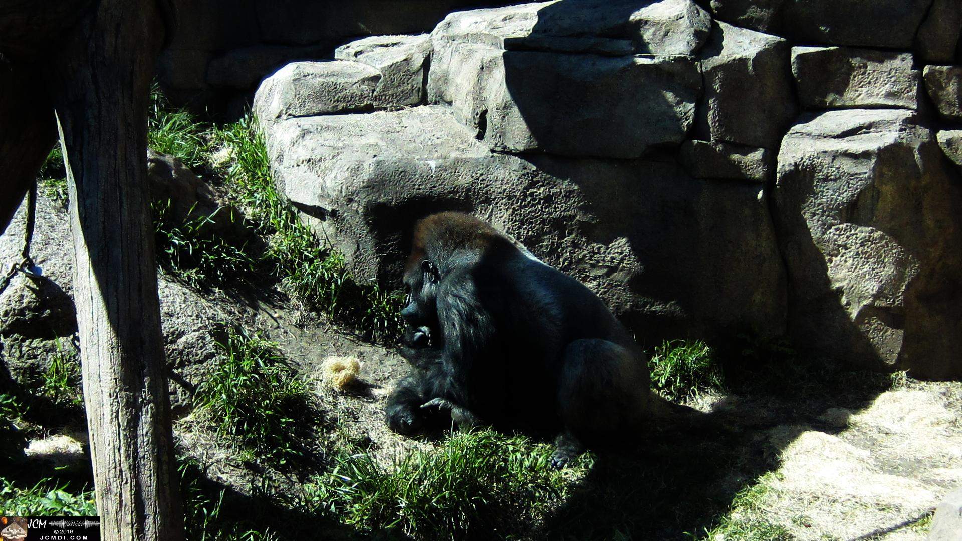 Como Zoo conservatory, MN napping gorilla